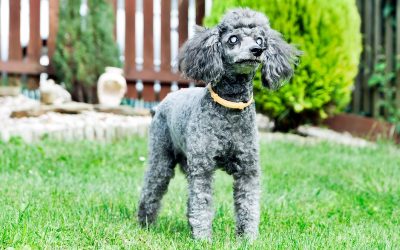 The Safety and Care of Blind Pets