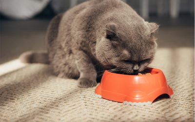 Ways to Slow Down Your Feline Speed Eater So They Don’t Regurgitate