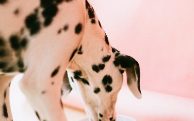 Why You Should Switch Your Dog’s Food