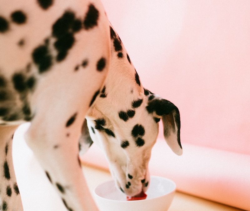Why You Should Switch Your Dog’s Food