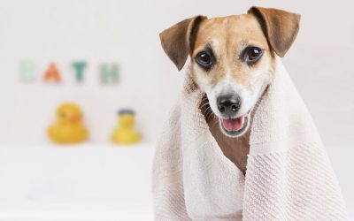 Pet Hygiene and the Importance of It