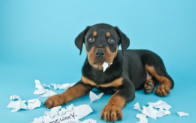 The Dog Ate What?! – How Dogs Have and Will Eat Strange Inedibles