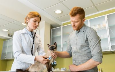 The Behavioral Changes of a Sick Cat