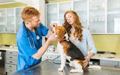 Why All New Dogs Need To See A Vet