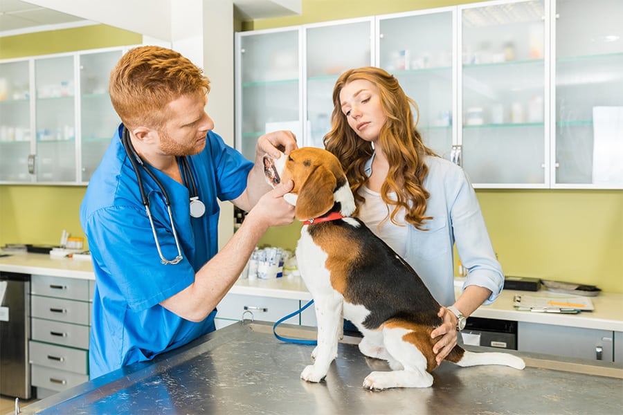 Why All New Dogs Need To See A Vet