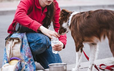 Tips for Exercising Your Dog