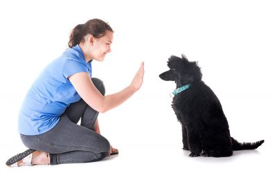 The Best Training Commands For Dogs