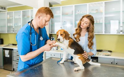 What do I Need to Know About Pet Vaccines?