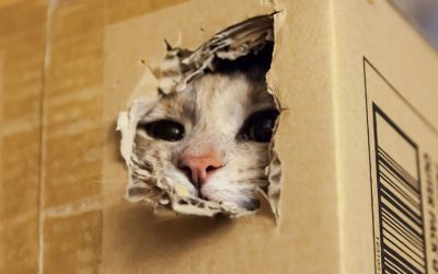 Why Are Cats So Weird? Behaviors Finally Explained