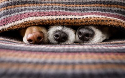 5 Things That May Be Giving Your Pets Allergies