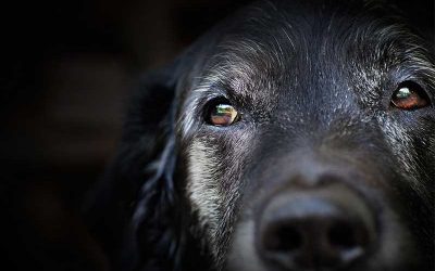 7 Things You Need to Look Out for If You Have an Older Pet