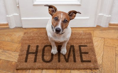 How Can I Help Homeless Animals?