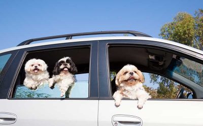How Do I Keep My Dog From Getting Lost?