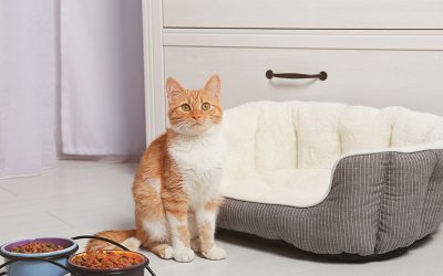 How Much Do You Know About Cats?