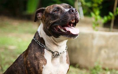 Adopt a Less Adoptable Pet Week