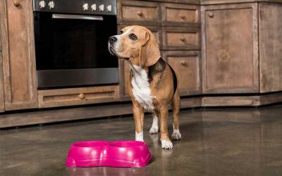 Are Dogs Getting Heart Disease from Grain Free Dog Food?
