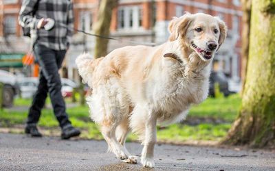 Caring For Dogs with Three Paws