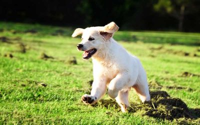 How to Train Your New Puppy Top 10 Ways