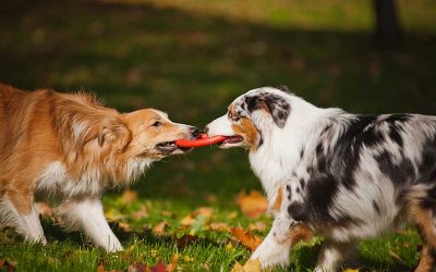 Should I Take My Dog to the Dog Park