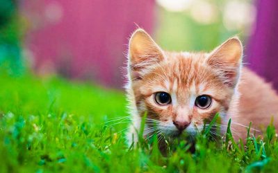 What Vaccines Should I Have For My Cat If They Go Outside