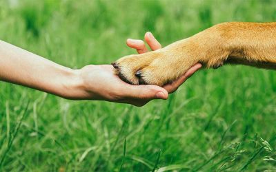 What Would Happen in a World Without Humans?