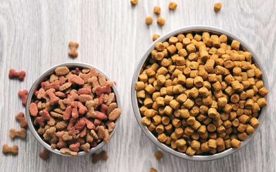 What is Meant by Holistic Dog Food?