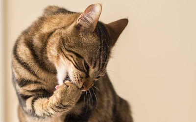 Why Is My Cat Over-Grooming?