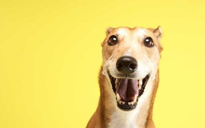 Why You Want to Adopt a Greyhound