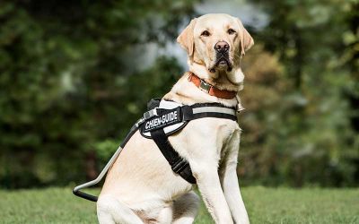National Guide Dog Month