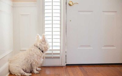 Five Steps to Keep Your Dog from Having Separation Anxiety