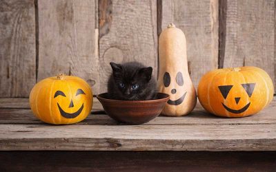 How You Can Celebrate Halloween With Your Pet