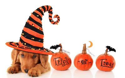 Keeping Your Dog Safe on Halloween
