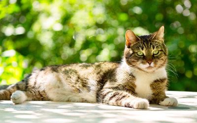 National Feral Cat Day