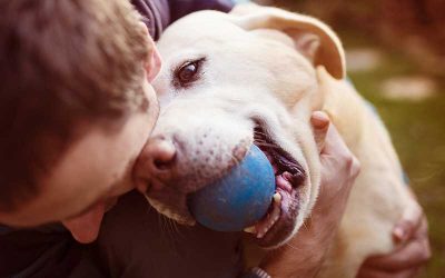 Pet Sitting 101 – Being A Great Pet Sitter