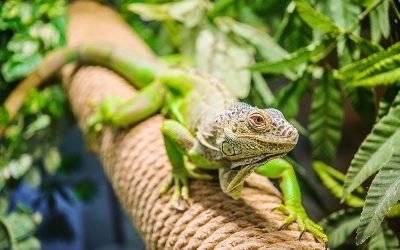 Bath Time for Reptiles
