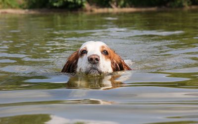 How Can I Protect My Pet From Dangerous Blue Algae?