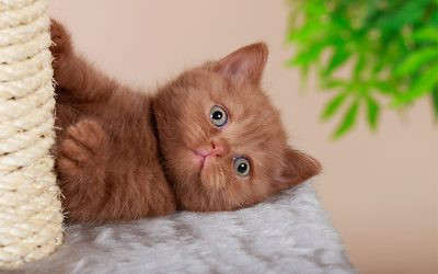 How to Kitten Proof Your Home