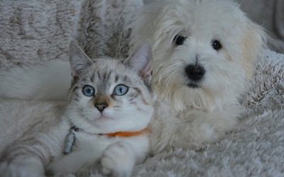 Pet-Pleasing Holiday Gifts: Shopping Tips for the Dog or Cat in Your Life