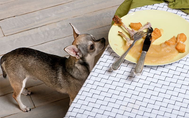 Should I Let My Dog Eat Table Scraps