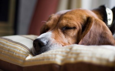 The End of Daylight Savings and your Dog