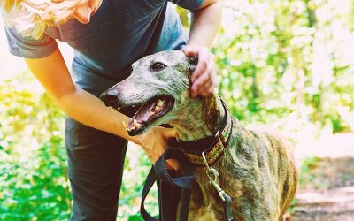 What Are the Best Dog Breeds for Introverts