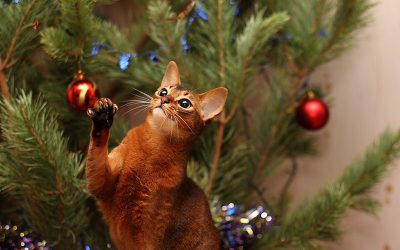5 Holiday Plants that are Toxic for Pets