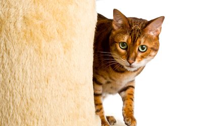 Creating a Cat Playground