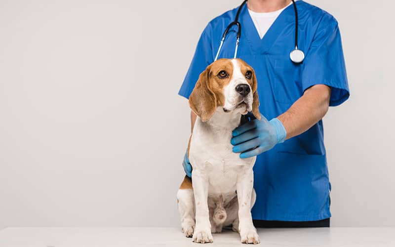 Demodectic Mange in Dogs