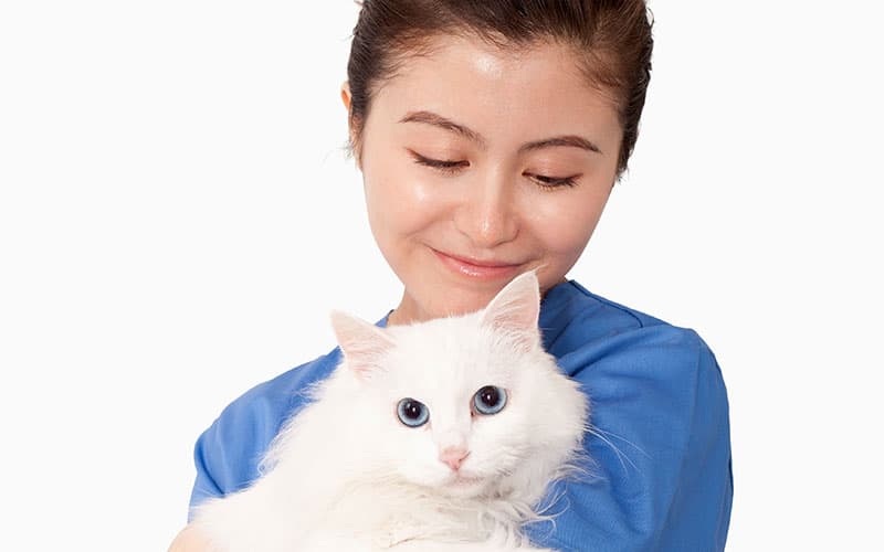 FeLV and FIV Infections in Cats