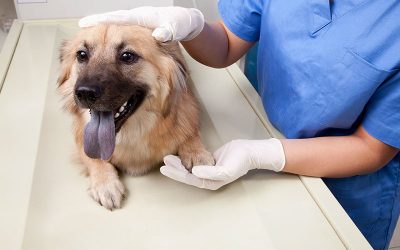 Parvo In Dogs