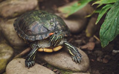 Turtle Tank Guide