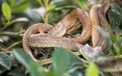 What Do Snakes Eat?