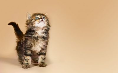 What is the Best Way to Get the Attention of a Kitten