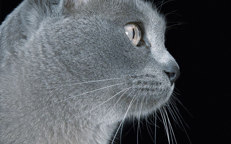 Whisker Fatigue in Cats